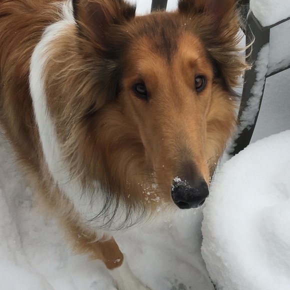 Meet your Posher, Lindsay - Picture 2 of 6